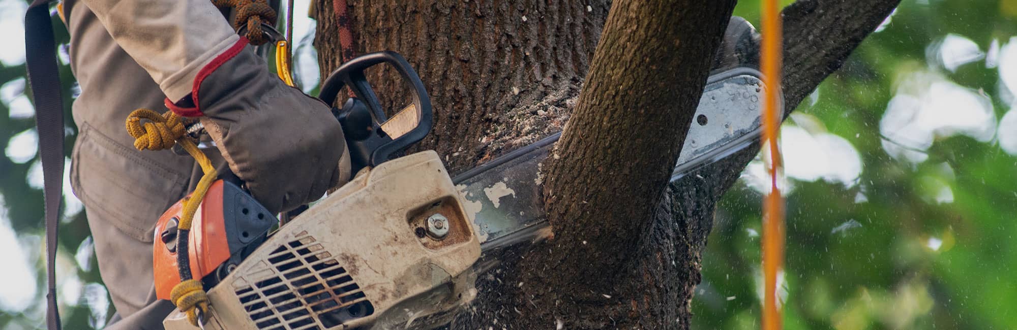Arborist using chainsaw at Wrexhamn property