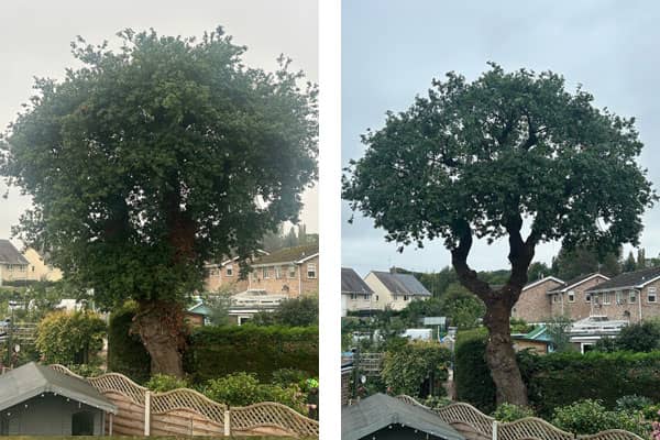 Crown Reduction in Wrexham
