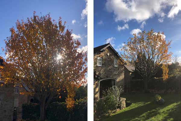 Crown Thinning in Chester