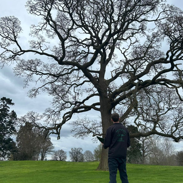 Inspecting tree for deadwooding