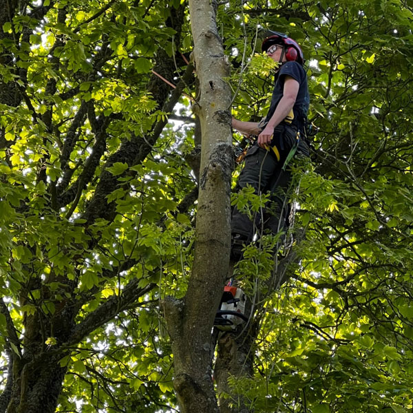 Crown reduction in Wrexham