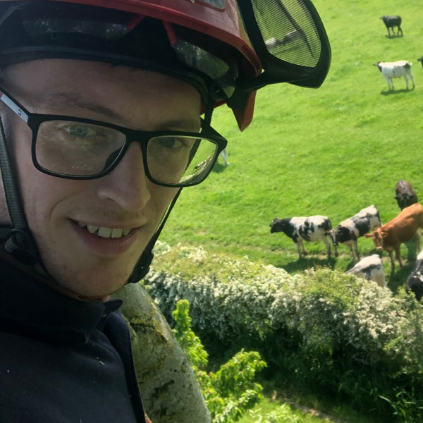 Chris Jones up a tree next to field of cows
