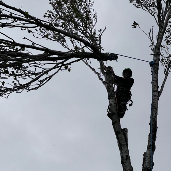 Tree cutting in Chester