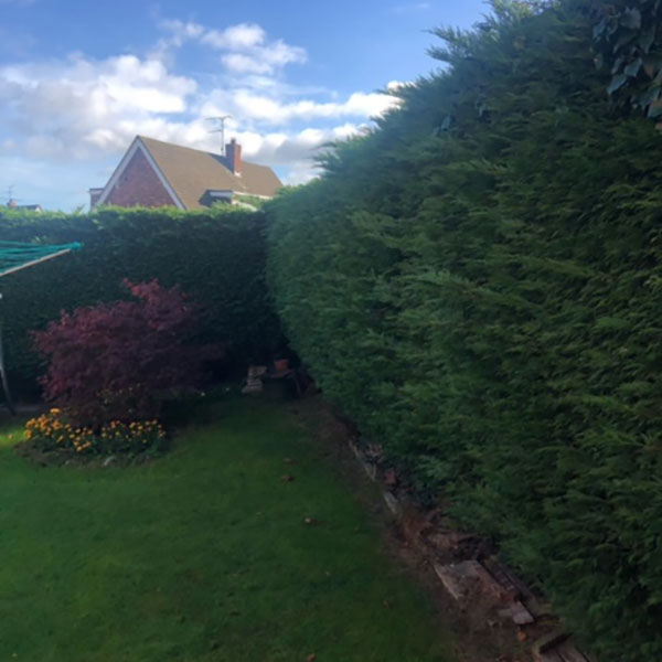 Before photo of hedge maintenance