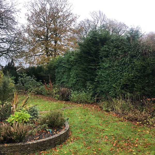 Before photo of hedge maintenance