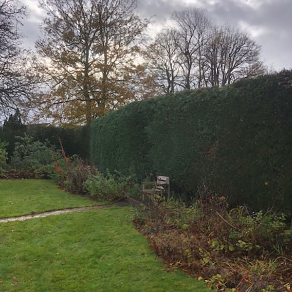 After photo of hedge maintenance