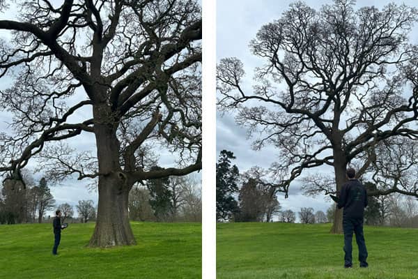 Tree Inspection & Surveying